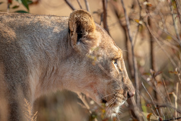 Side profile of a Lioness in the bush.