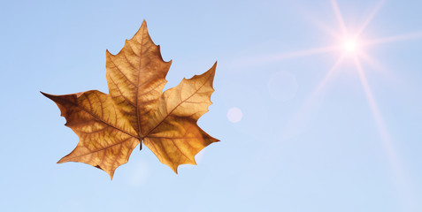 autumn leaves on black background