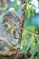 Adorable baby koala and mother sitting on tree branch eating eucalyptus leaves