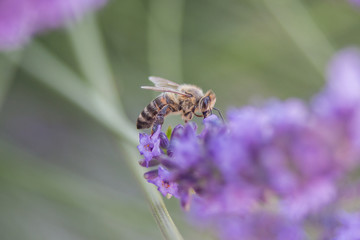 Bee on a flower