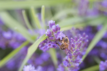 Bee on a flower