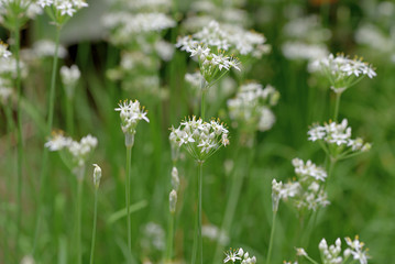 Chinese chives flowers and fruits, Allium tuberosum