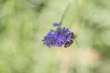 Bee on a flower