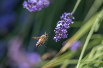 Bee on a flower