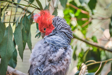 Australian Gang Gang Cockatoo at wildlife sanctuary, Australia