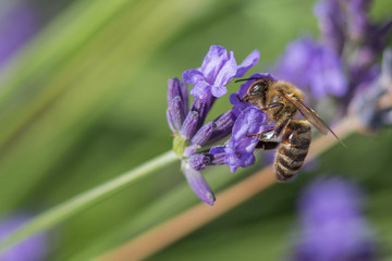 Bee on a flower