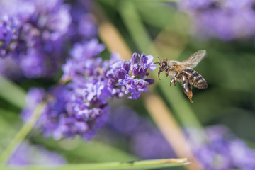 Bee on a flower