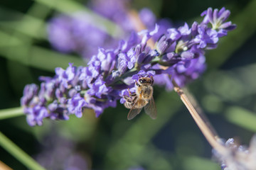 Bee on a flower