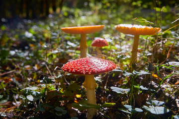 Beautiful poisonous fly agaric in the forest. Close-up.