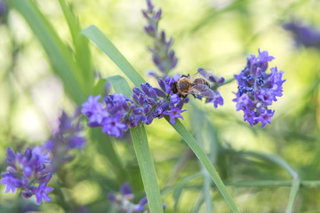 Bee on a flower