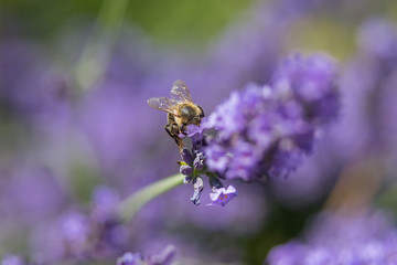 Bee on a flower
