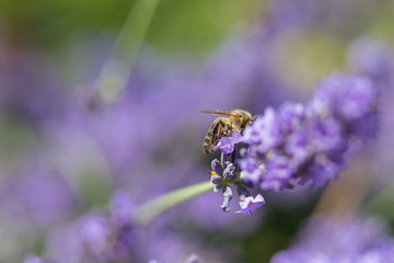 Bee on a flower