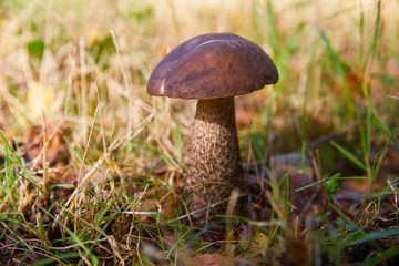 Good Edible Mushroom, Bay Bolete, close-up.