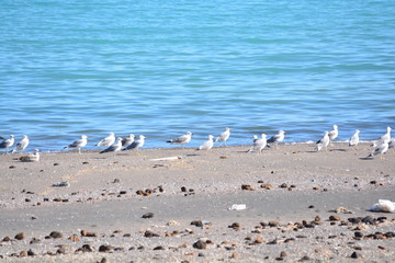 bird, beach, sea, birds, seagull, water, ocean, sand, nature, seagulls, animal, gull, coast, flock, flying, shore, flight, wildlife, blue, fly, gulls, wild, waves, sky, group