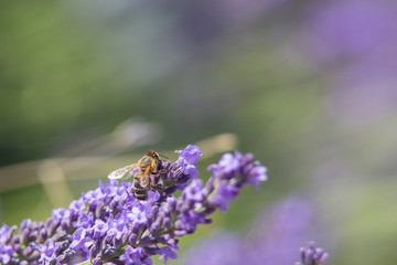 Bee on a flower