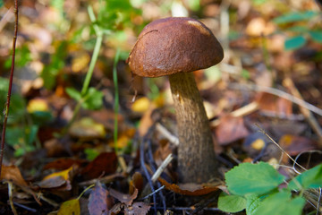 Good Edible Mushroom, Bay Bolete, close-up.