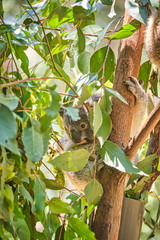 Adorable baby koala and mother sitting on tree branch eating eucalyptus leaves