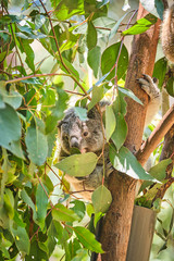 Fototapeta premium Adorable baby koala and mother sitting on tree branch eating eucalyptus leaves