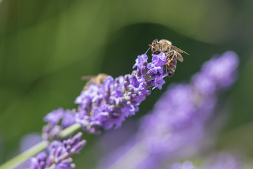 Bee on a flower