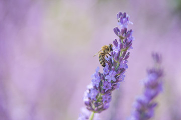 Bee on a flower