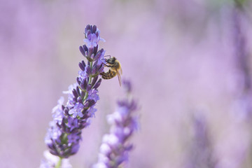 Bee on a flower