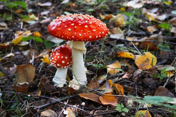 Beautiful poisonous fly agaric in the forest. Close-up.