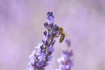 Bee on a flower
