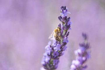 Bee on a flower