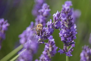 Bee on a flower