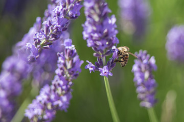 Bee on a flower