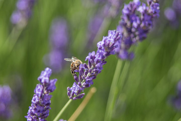 Bee on a flower