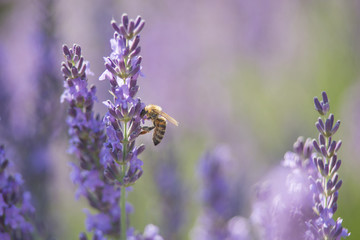 Bee on a flower