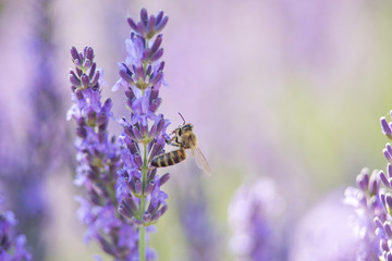 Bee on a flower