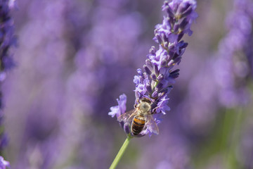 Bee on a flower