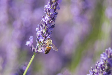 Bee on a flower