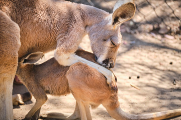 Kangaroo Joey and Mum in captivity in the Gold Coast, Australia