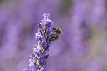 Bee on a flower