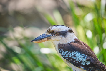 Blue winged kookaburra perched on fence in the wild