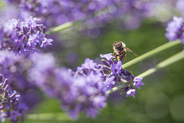 Bee on a flower