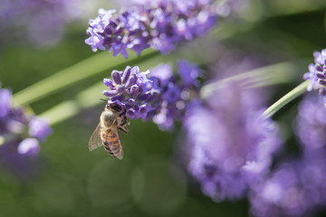 Bee on a flower