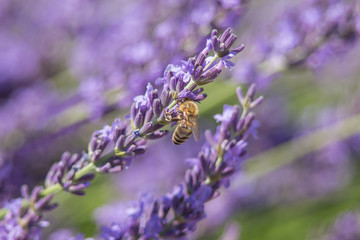 Bee on a flower