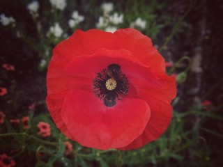 red poppy flower