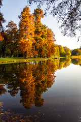 Autumn trees reflecting in the water. Public park Vroesenpark in Rotterdam, Netherlands. Trees showing their autumn colors