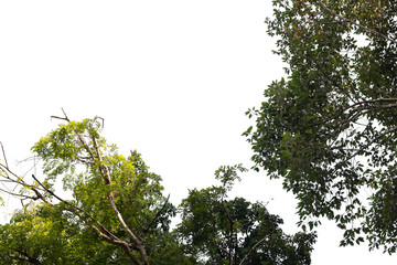 darktone of leaf from forest 