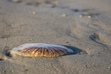 Jelly fish stranded on the beach