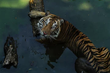 Zelfklevend Fotobehang tijger in het water © pito