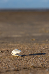 Close up of a sea shell
