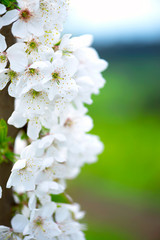 White cherry flowers on a tree, vertical orientation.