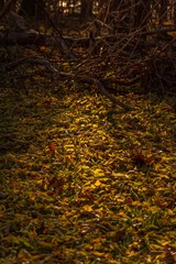 autumn leaves background