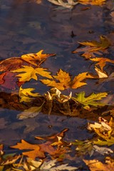 autumn leaves on the water